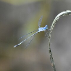 Lestes praemorsus