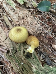 Tricholomopsis decora