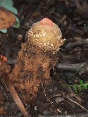Calostoma ravenelii