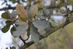 Quercus douglasii
