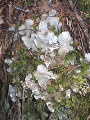 Peltigera neopolydactyla