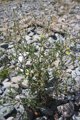 Senecio viscosus