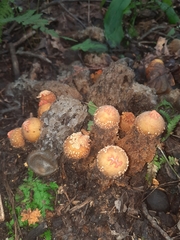 Calostoma ravenelii
