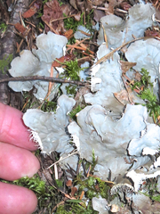 Peltigera neopolydactyla