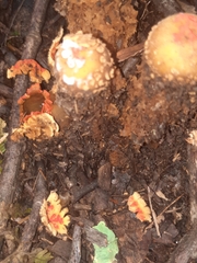 Calostoma ravenelii
