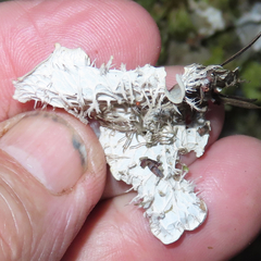Peltigera neopolydactyla