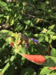 Pachodynerus erynnis