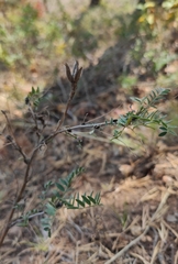 Astragalus suffruticosus