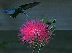 Calliandra haematocephala