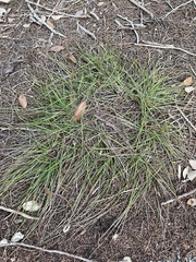 Carex planostachys