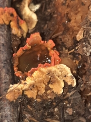 Calostoma ravenelii