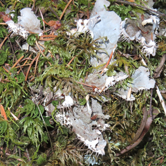 Peltigera neopolydactyla