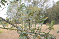 Quercus douglasii