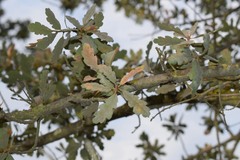 Quercus douglasii