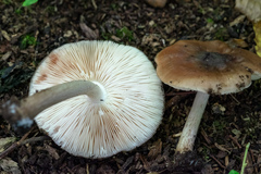 Pluteus