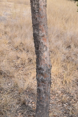 Quercus douglasii