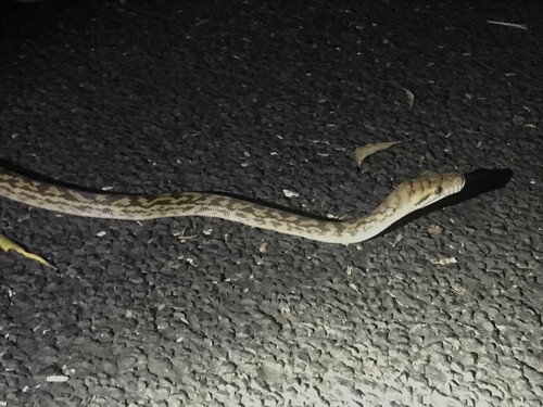 Australian Scrub Python sighting