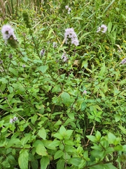 Mentha × piperita