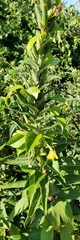 Oenothera parviflora