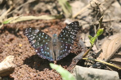 Dichorragia nesimachus