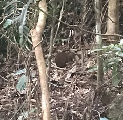 Hypsiprymnodon moschatus