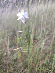 Anthericum ramosum