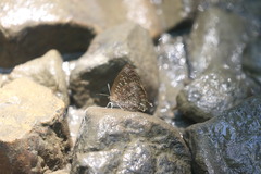 Arhopala