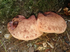 Fistulina hepatica