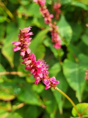 Bistorta amplexicaulis