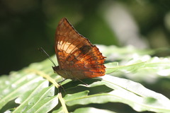 Charaxes bernardus
