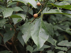 Ficus erecta beecheyana