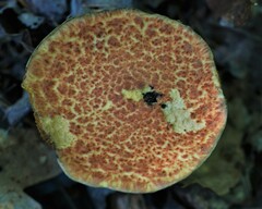 Suillus spraguei