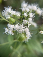 Schizomyia eupatoriflorae