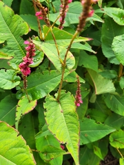 Bistorta amplexicaulis