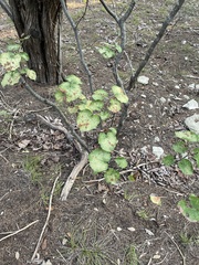 Cercis canadensis texensis