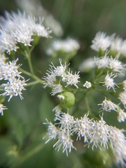 Schizomyia eupatoriflorae