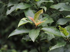 Ficus erecta beecheyana