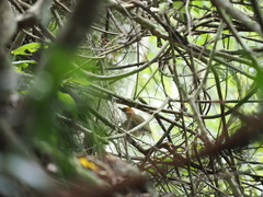 Pterorhinus ruficeps