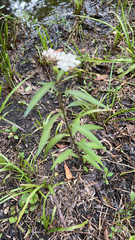 Asclepias perennis