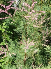 Tamarix ramosissima