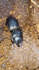 Pachyodontus languidus