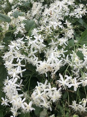 Clematis terniflora