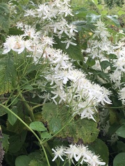 Clematis terniflora