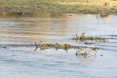 Motacilla capensis capensis