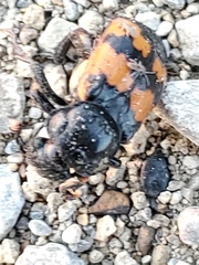 Nicrophorus