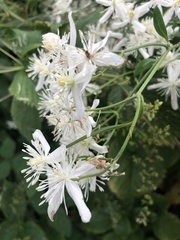 Clematis terniflora