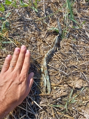 Hierophis viridiflavus