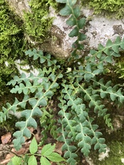 Asplenium ceterach
