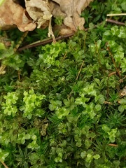 Plagiomnium undulatum