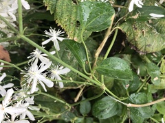 Clematis terniflora